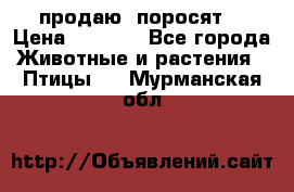 продаю  поросят  › Цена ­ 1 000 - Все города Животные и растения » Птицы   . Мурманская обл.